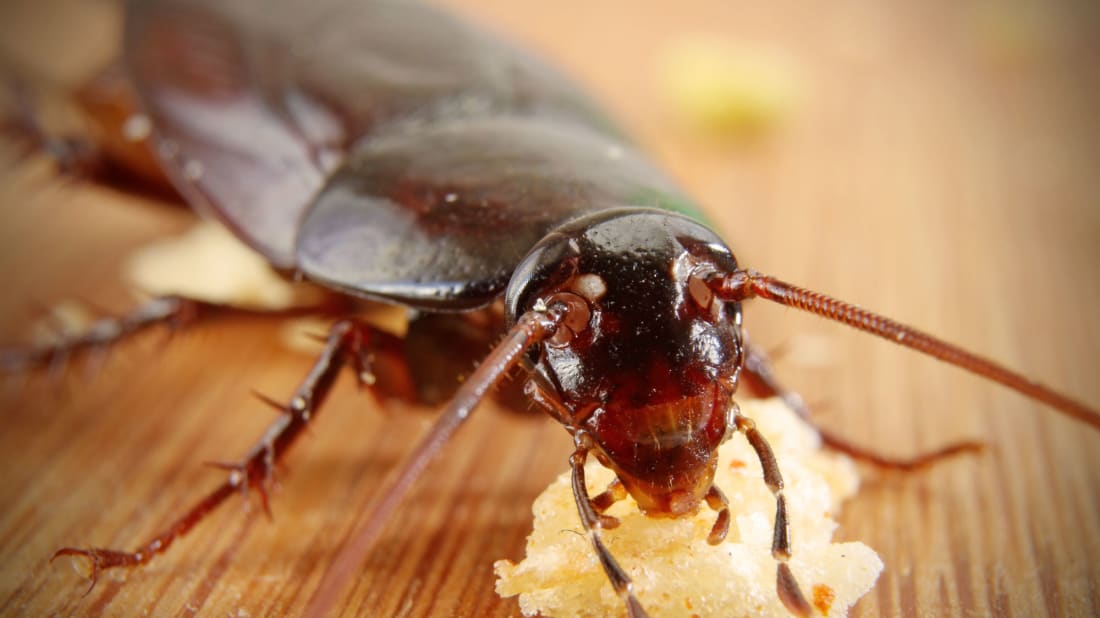 Do Cockroaches Smell Like - HD Wallpaper 