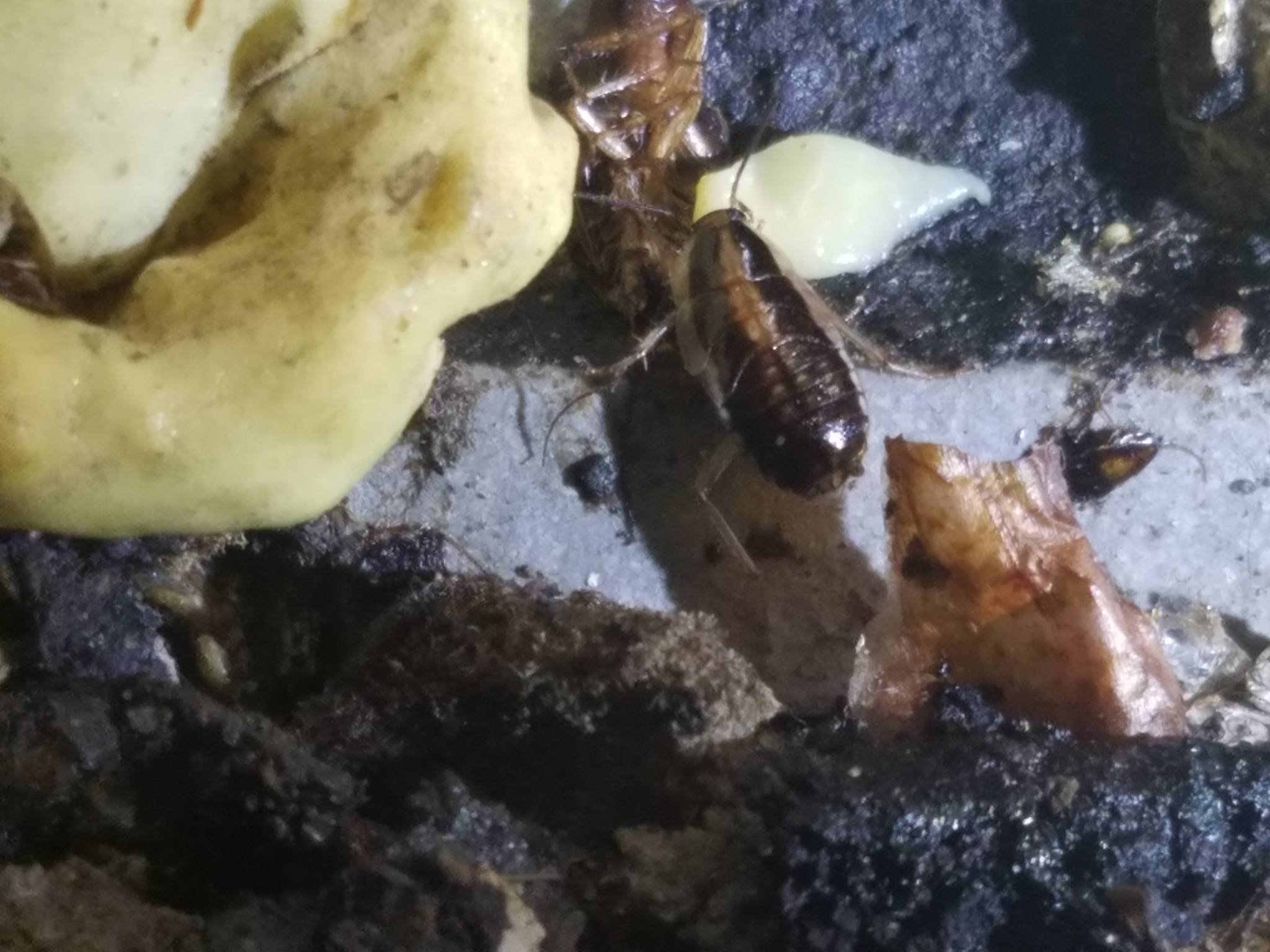 Insect - HD Wallpaper 