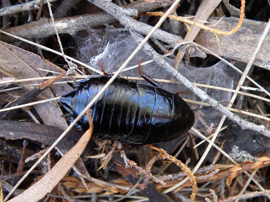Blattidae Cockroaches Australia - HD Wallpaper 