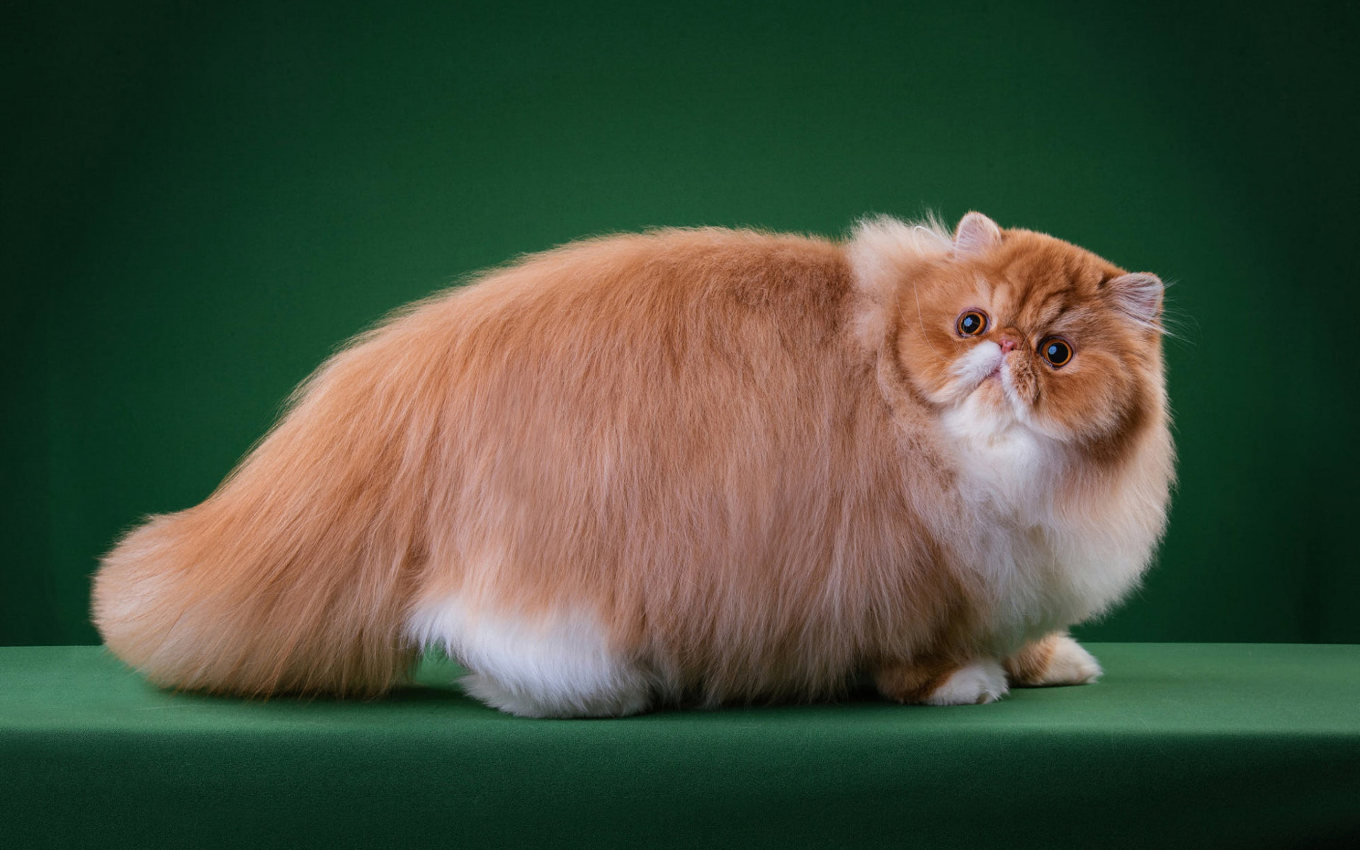 Ginger Persian Cat, Big Fat Cat, Fluffy Ginger Cat, - Big Fat Persian Cats - HD Wallpaper 