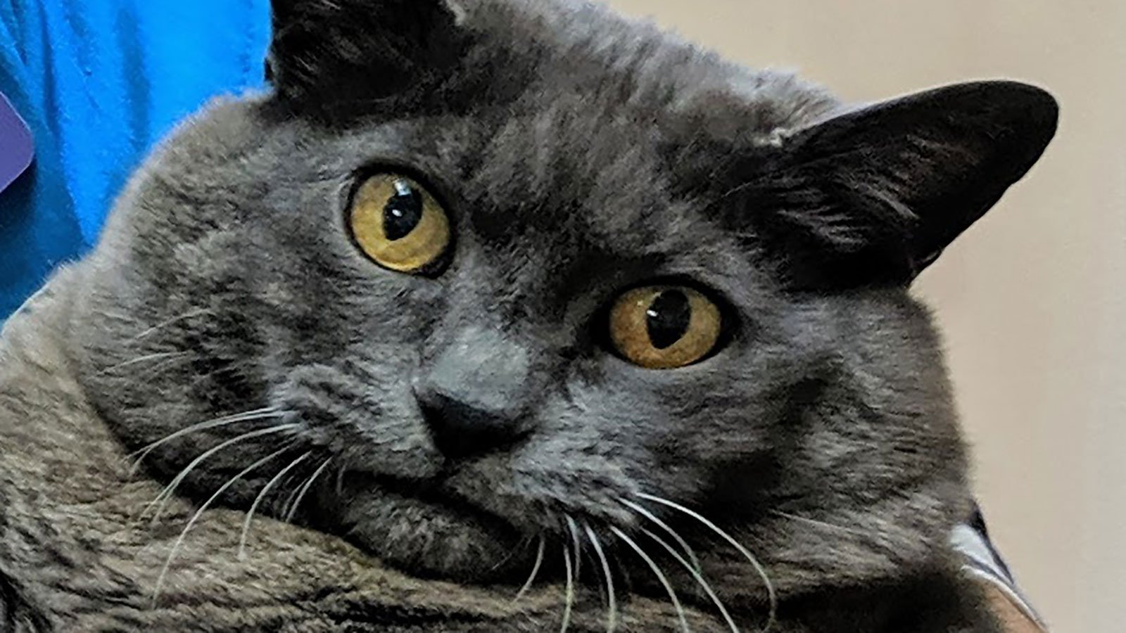 Cat Named Cinder Block - HD Wallpaper 