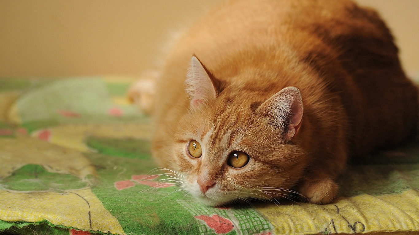 Red Cat - HD Wallpaper 