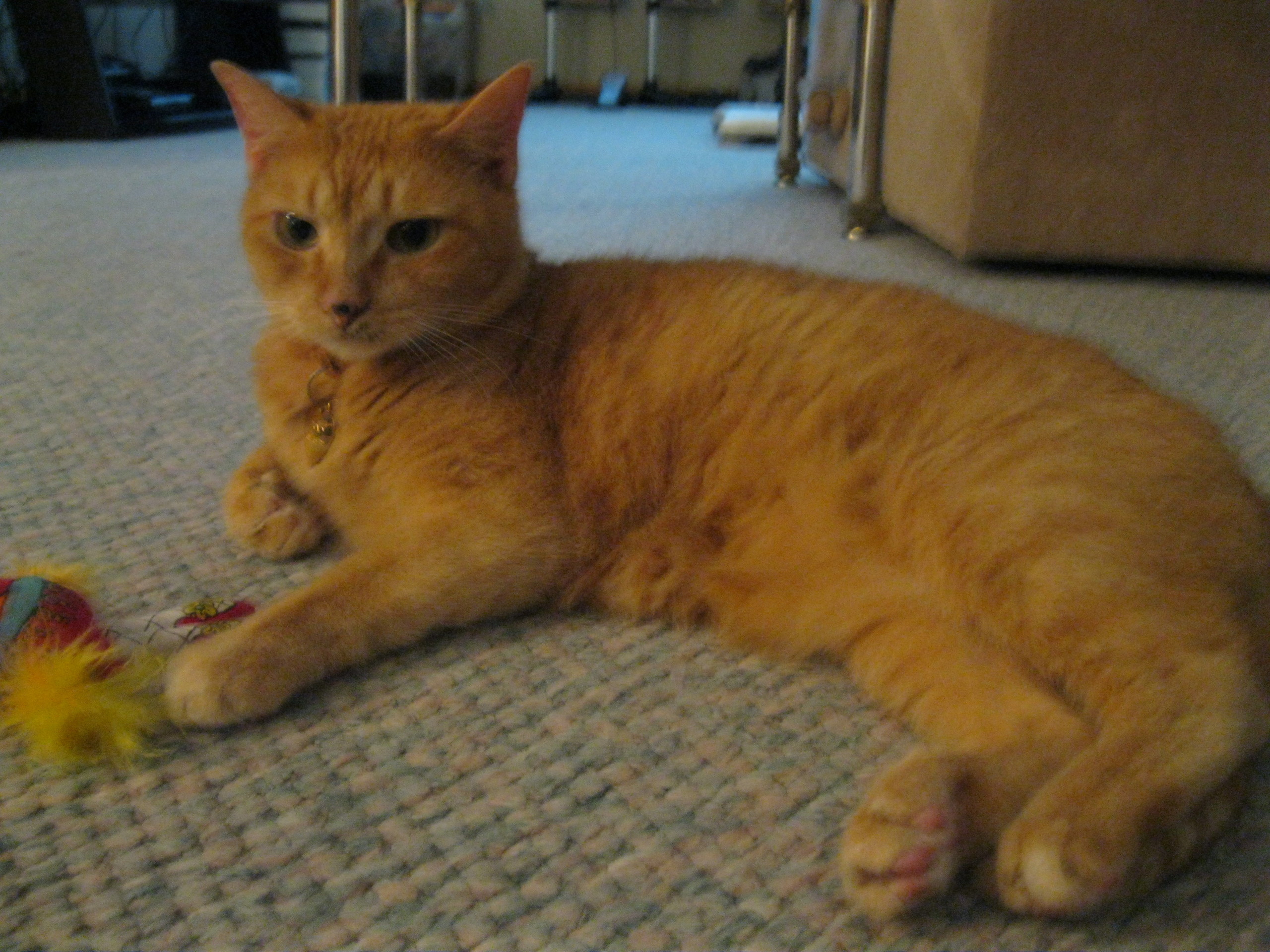 Honey Button - Honey Cats - HD Wallpaper 