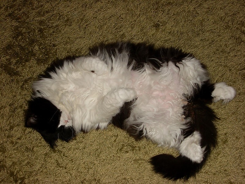 My Fat Cat Wallpaper - Shih-poo - HD Wallpaper 