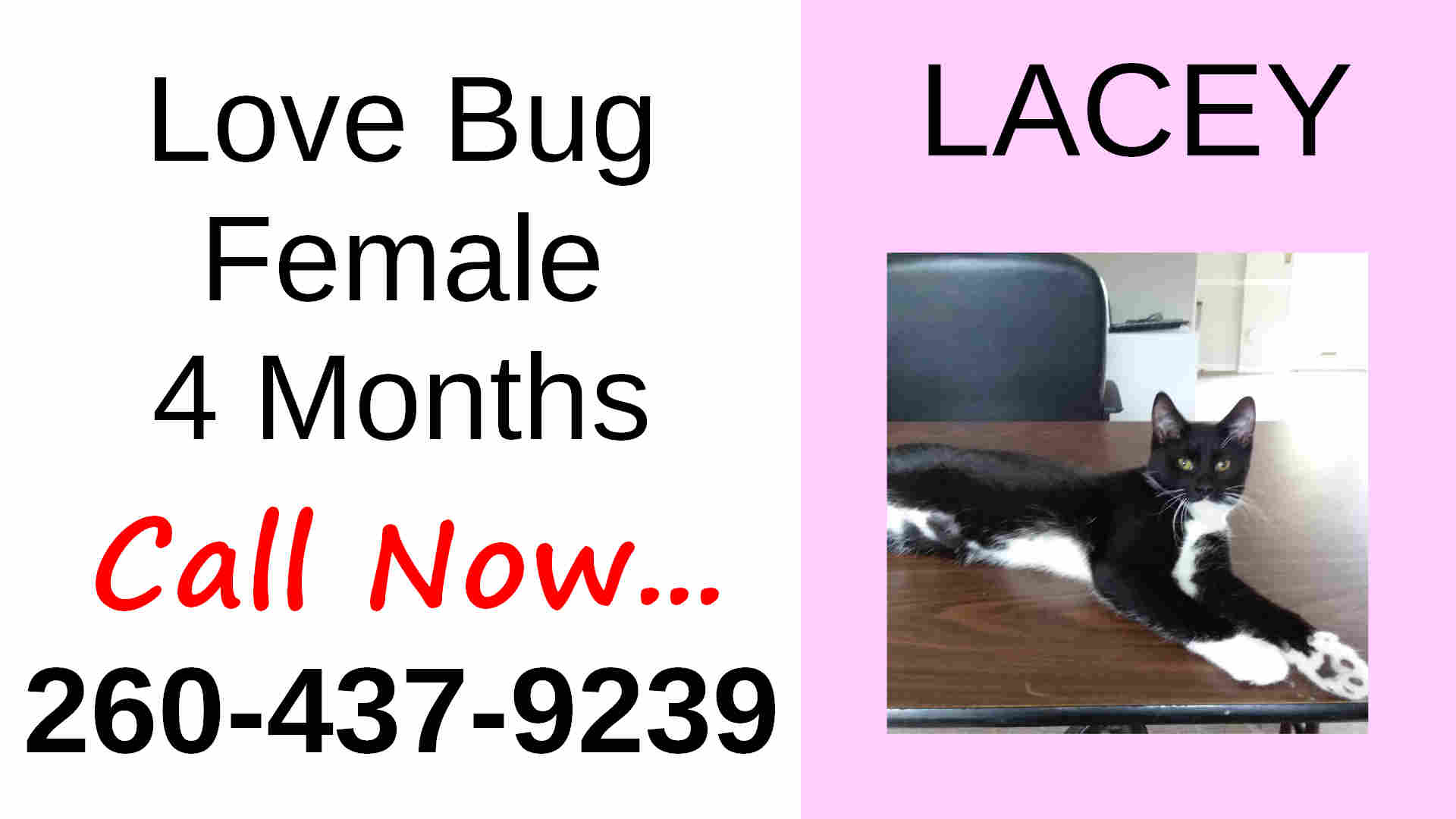 Black Cat - HD Wallpaper 