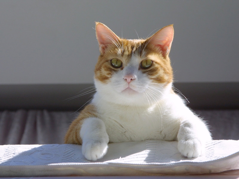 Fat Tiger Cat - Turkish Van Cat - HD Wallpaper 