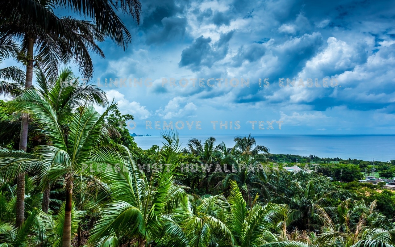 Okinawa Japanese Scenery Ocean Holiday - Attalea Speciosa - HD Wallpaper 
