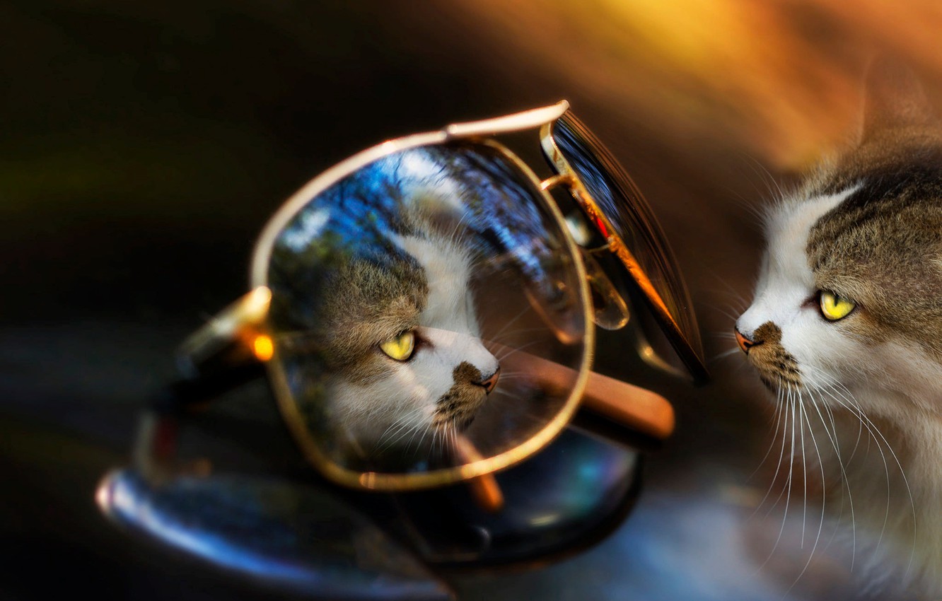 Photo Wallpaper Cat, Cat, Reflection, Animal, Glasses, - Cat - HD Wallpaper 