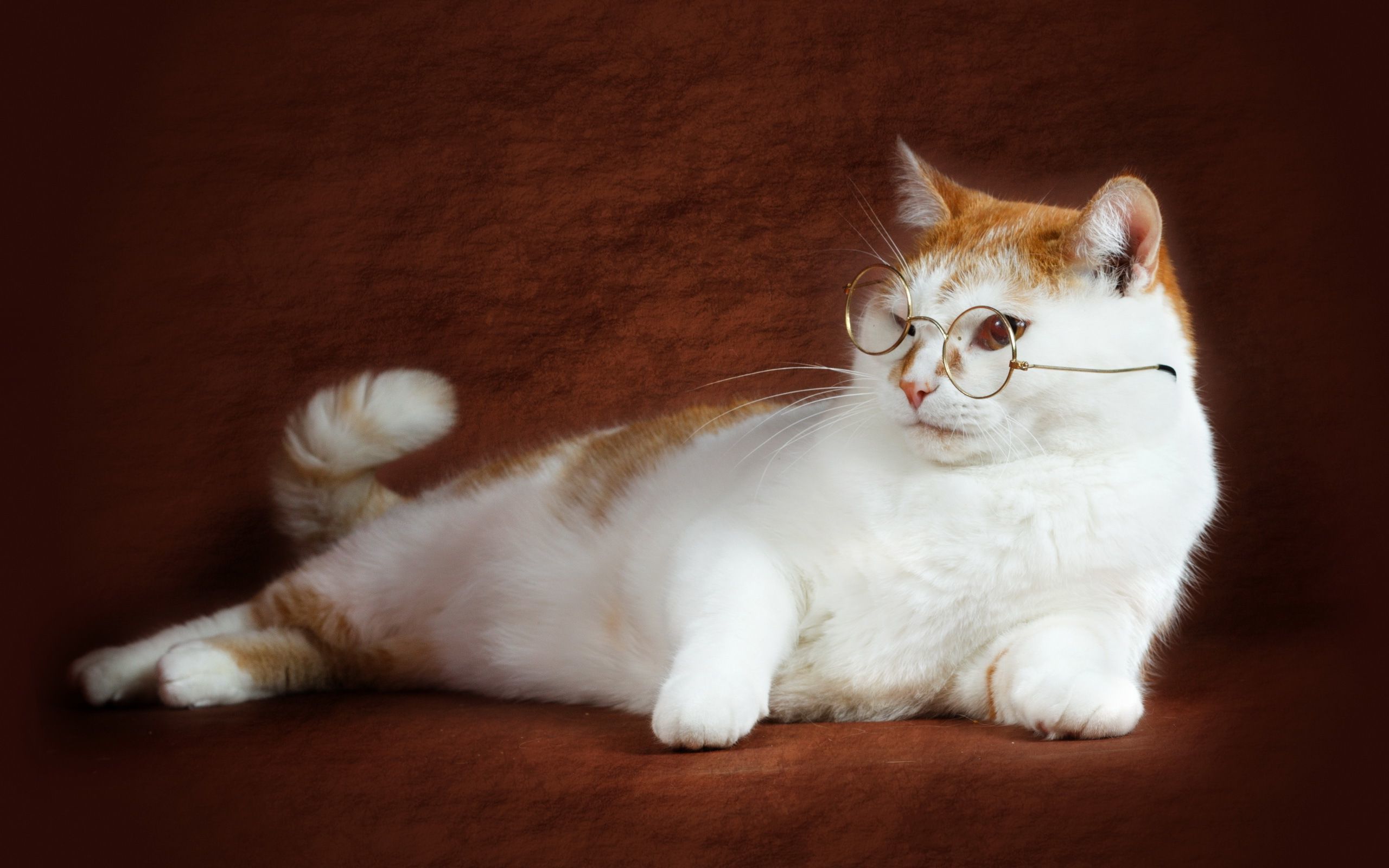 Domestic Short-haired Cat - HD Wallpaper 