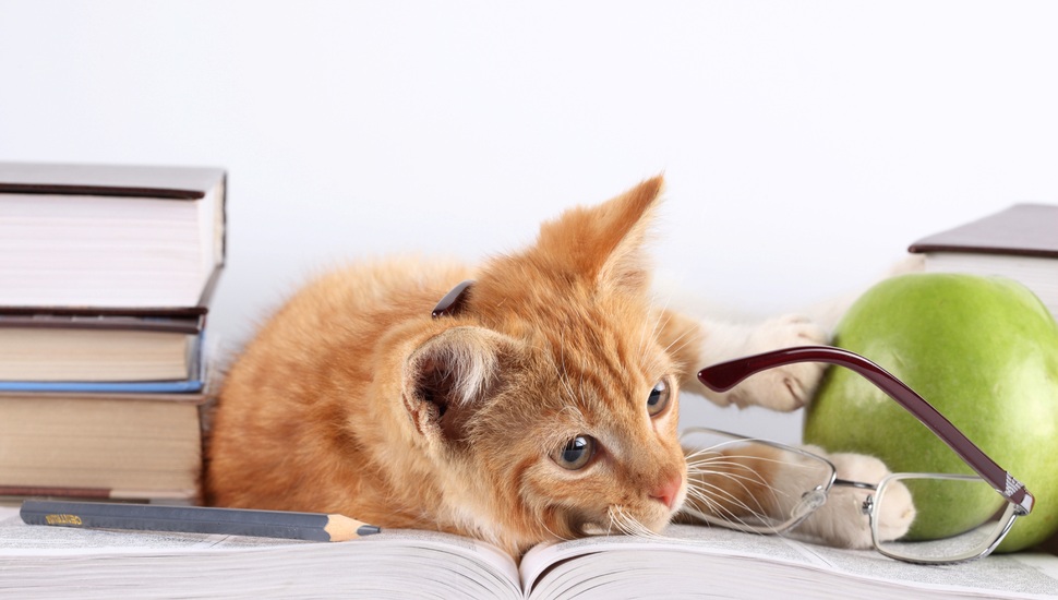 Pencil, Apple, Lies, Glasses, Red, Books, Cat, Cat - Cat Book - HD Wallpaper 
