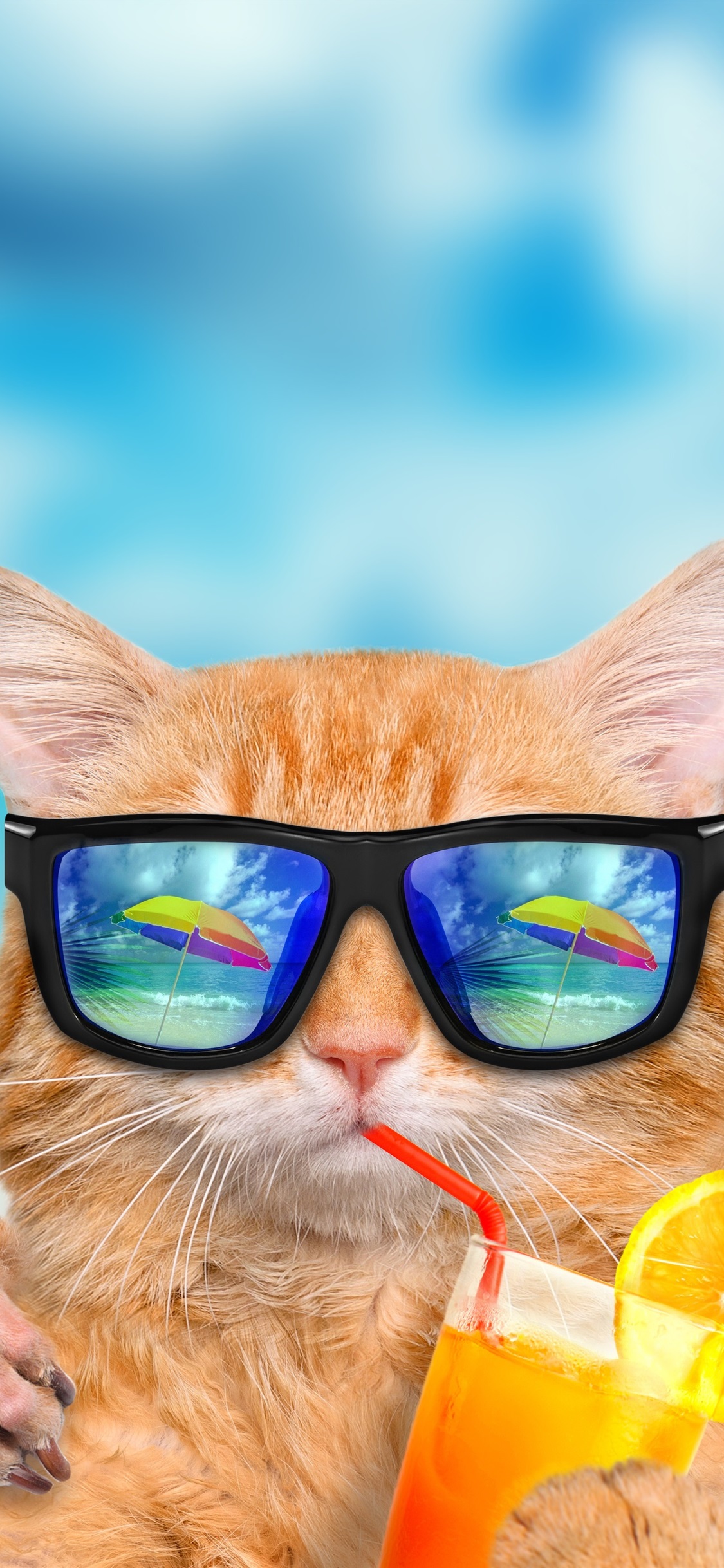Iphone Wallpaper Funny Animals, Cat And Dog, Sunglasses, - Cat Wearing Sunglasses Clipart - HD Wallpaper 