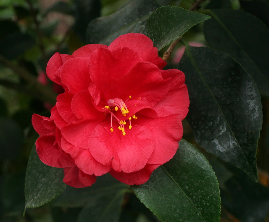 Japanese Camellia - HD Wallpaper 