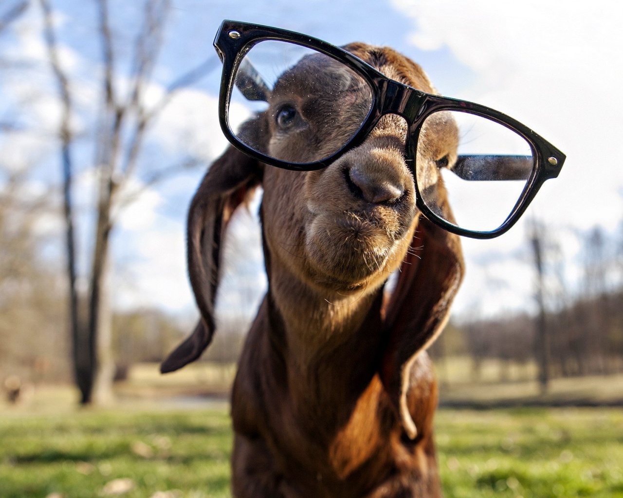 Cute Goat With Glasses - HD Wallpaper 