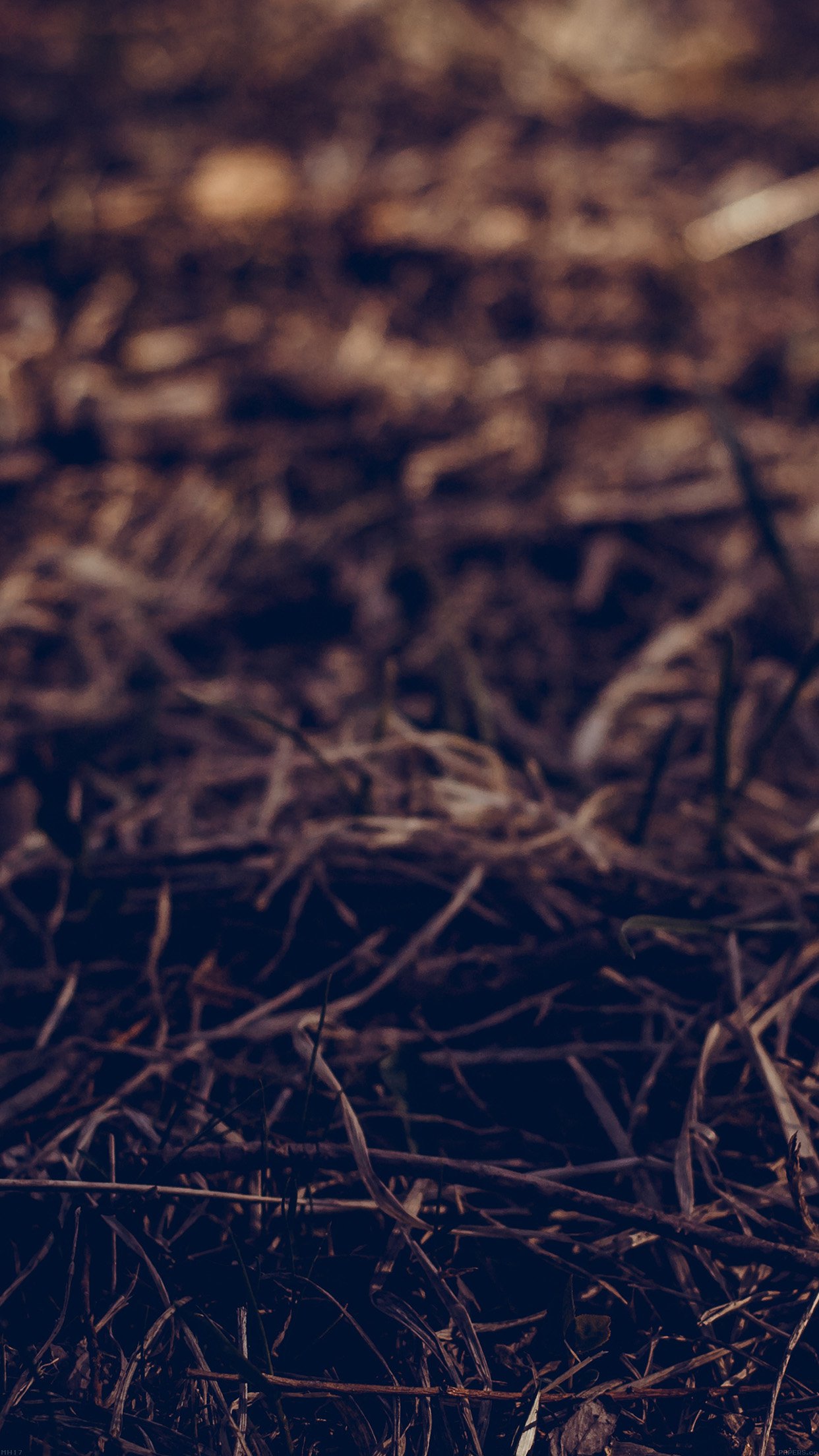 Path Leaf Old Vintage Art Nature Android Wallpaper - Iphone Wallpaper Hd - 1242x2208 Wallpaper Path Leaf Old Vintage Art Nature Android Wallpaper - Iphone Wallpaper Hd - 1242x2208 Wallpaper