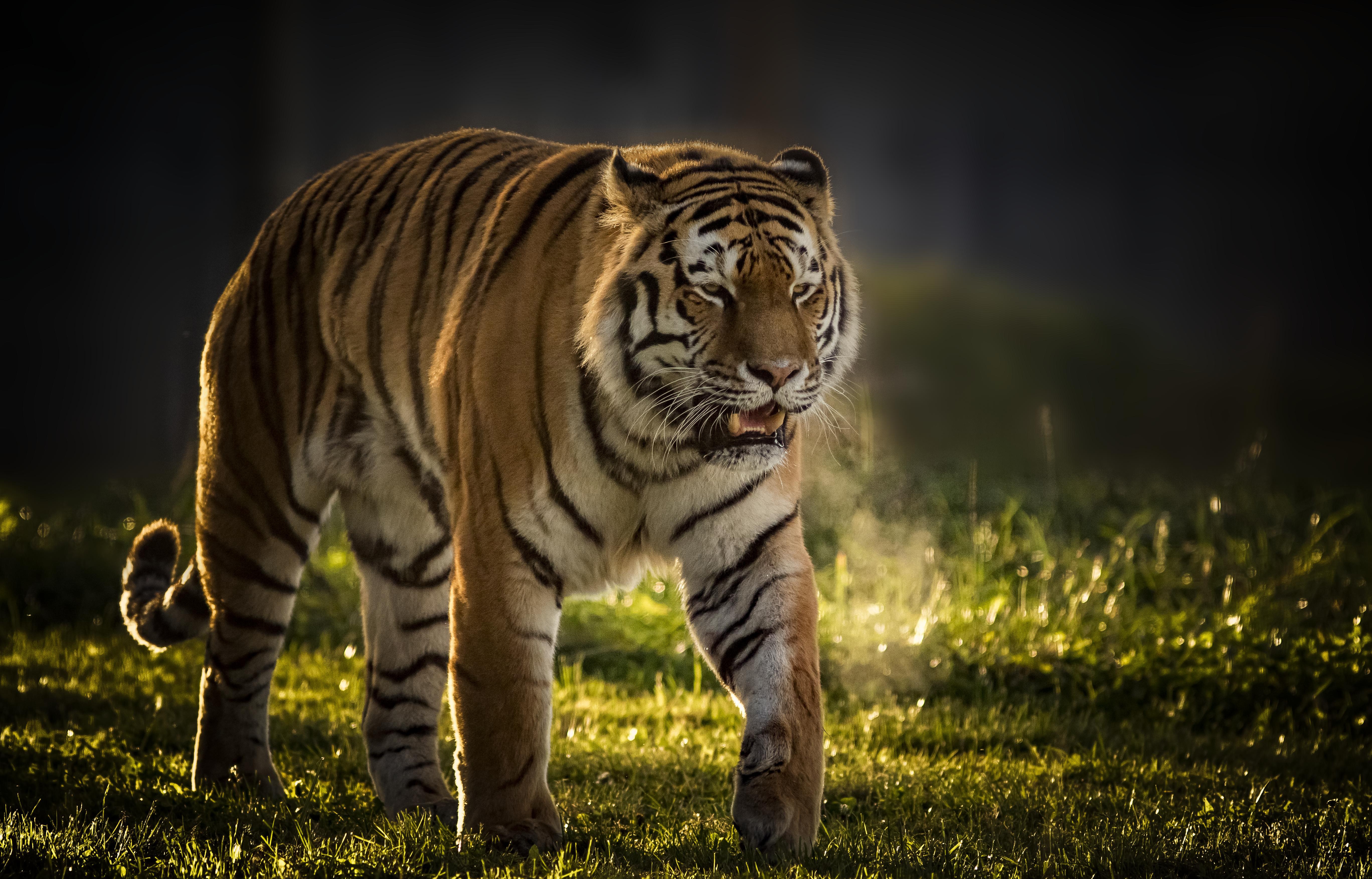 Tiger Walking Images Hd - HD Wallpaper 