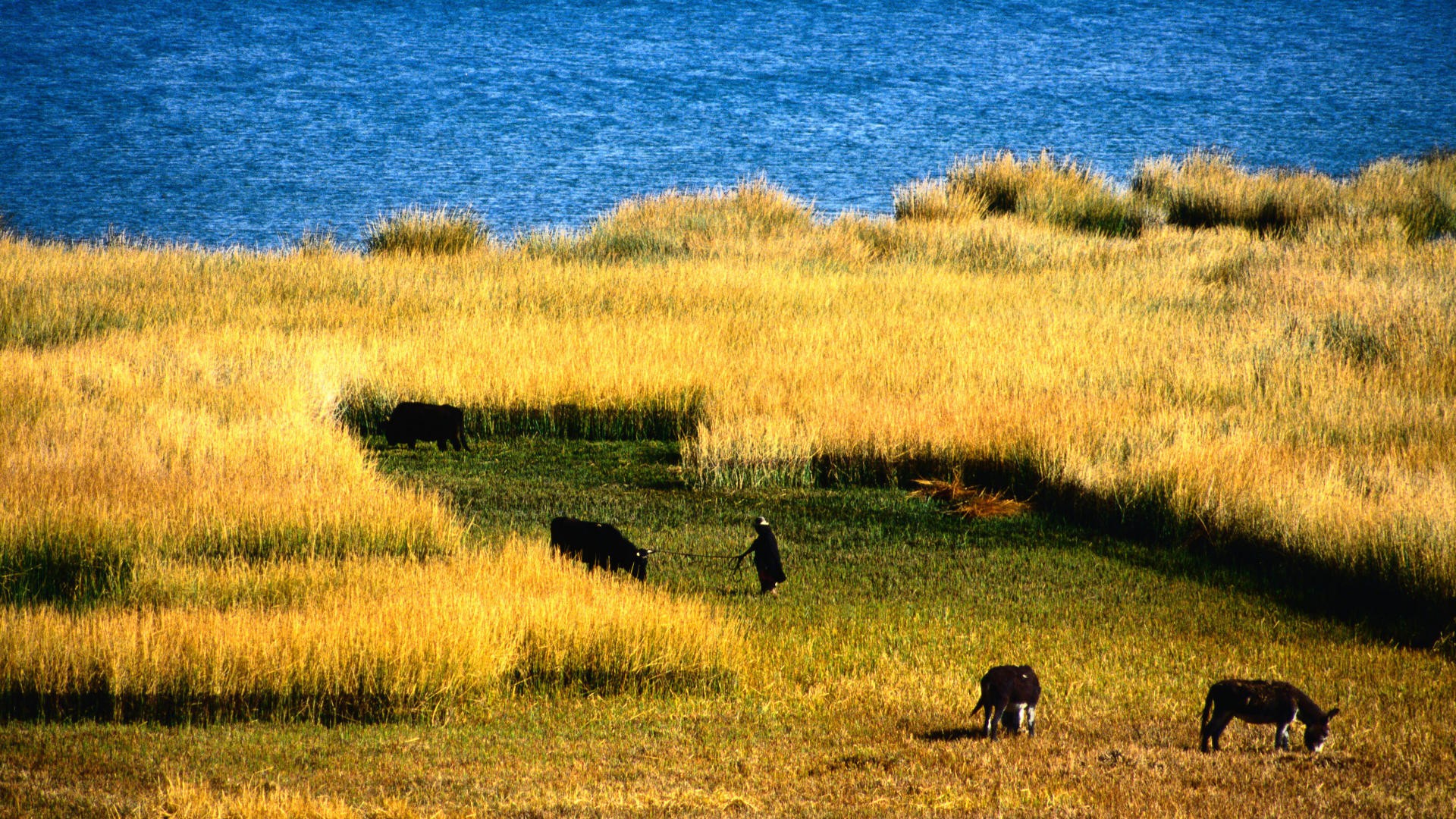 Farming Hd - HD Wallpaper 