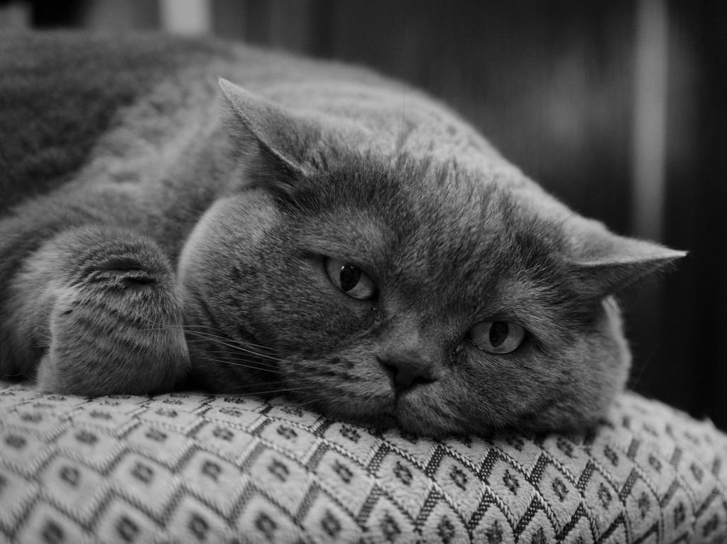 Domestic Short-haired Cat - HD Wallpaper 