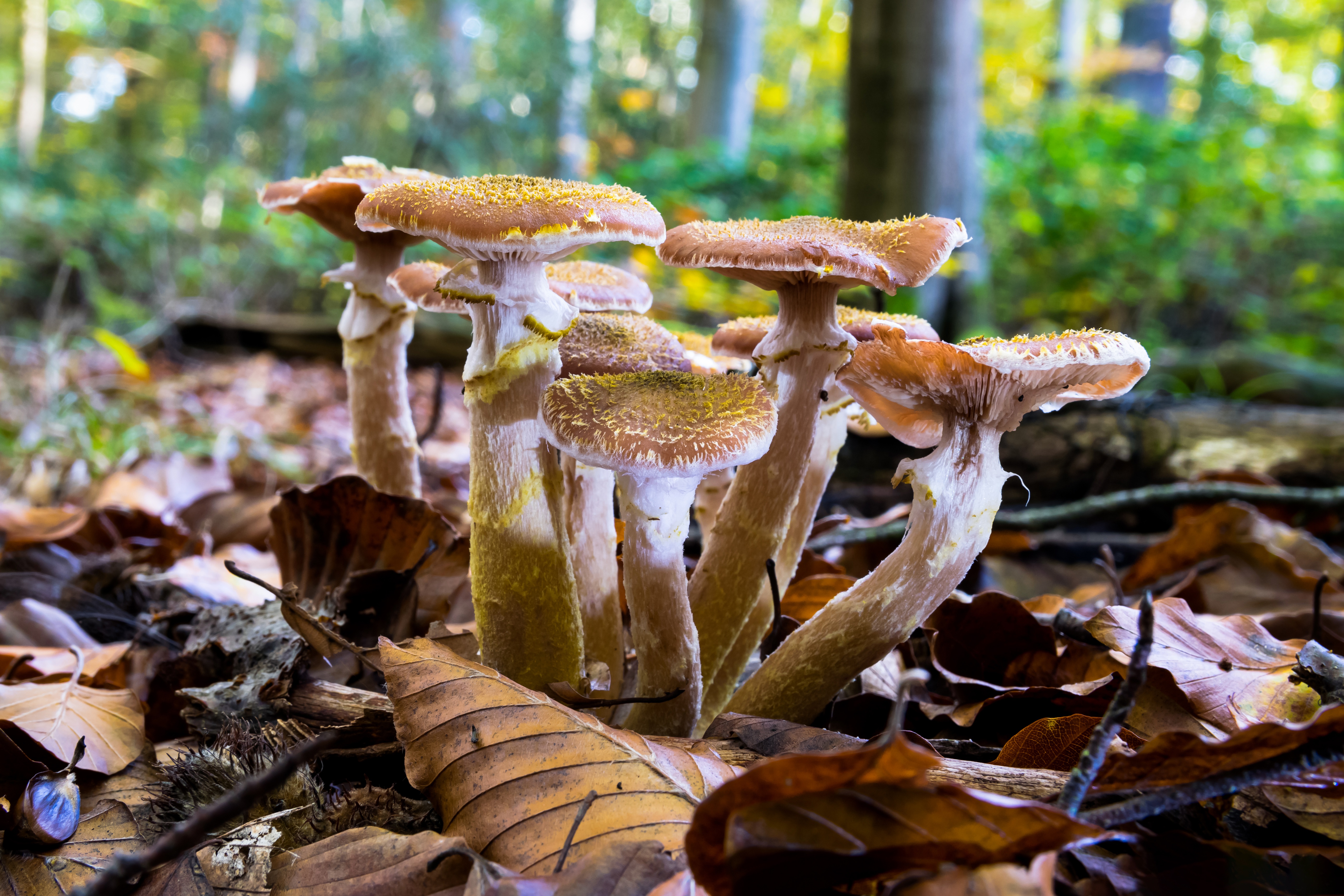 Agaricus - HD Wallpaper 