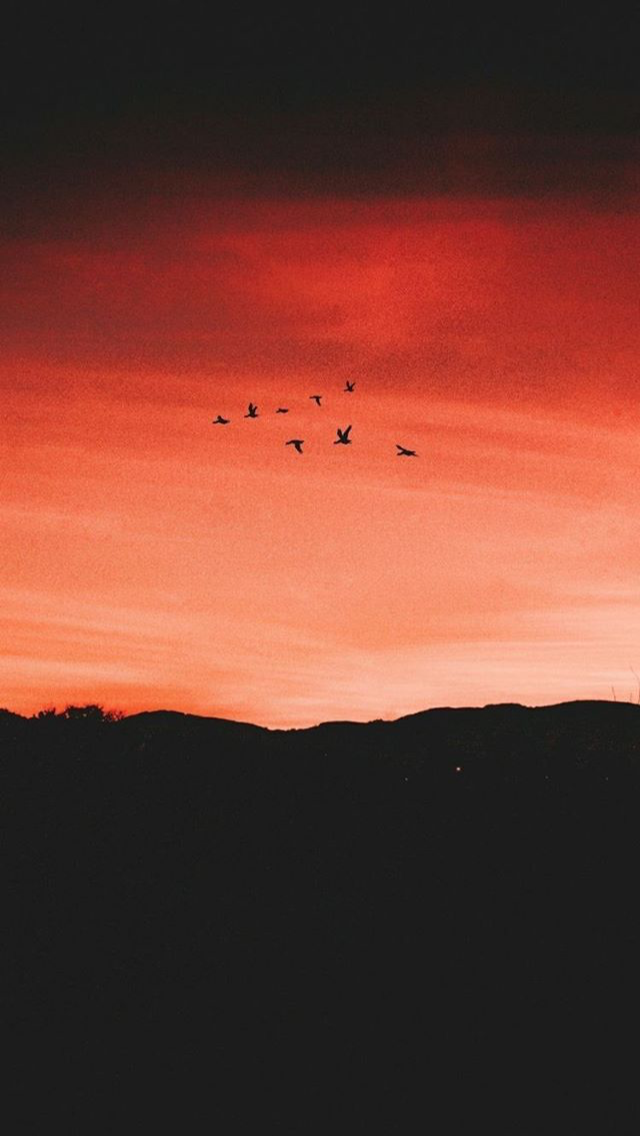 Birds On Night Sky - HD Wallpaper 