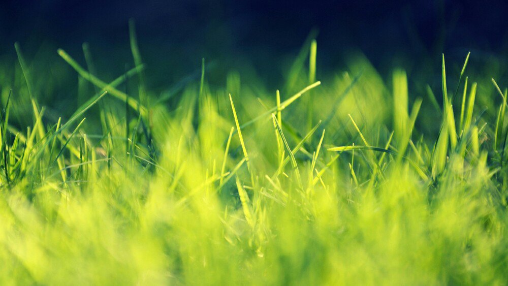 Green Grass Close Up - HD Wallpaper 