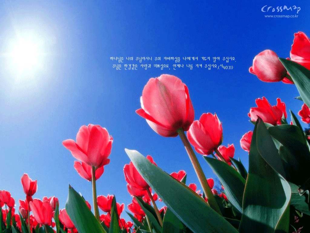 Wallpapers Free Desktop Laptop Hdtv And Notebook Wallpapers - Full Hd Images Of Flowers - HD Wallpaper 