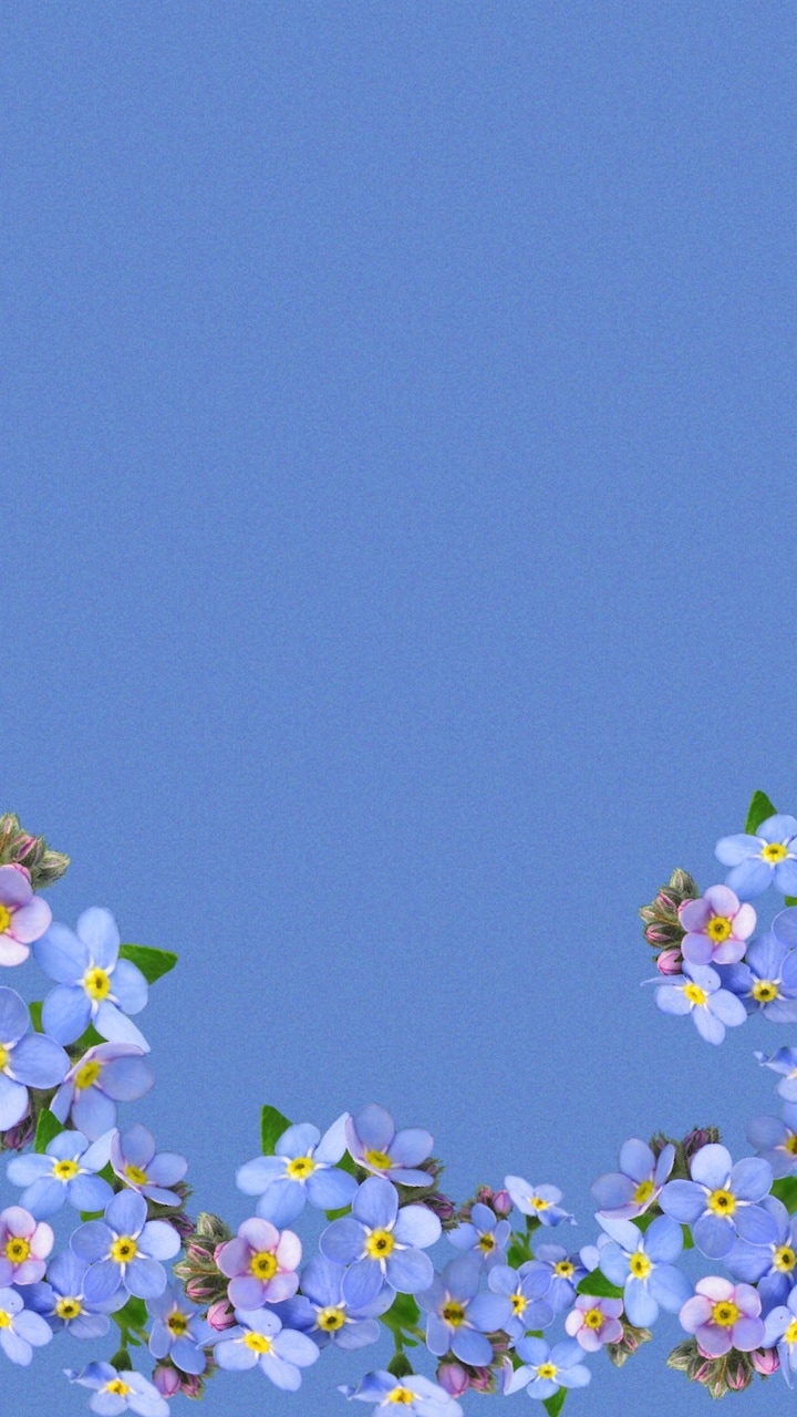Flowers, Forget Me Not, And Wallpaper Image - Forget-me-not - HD Wallpaper 