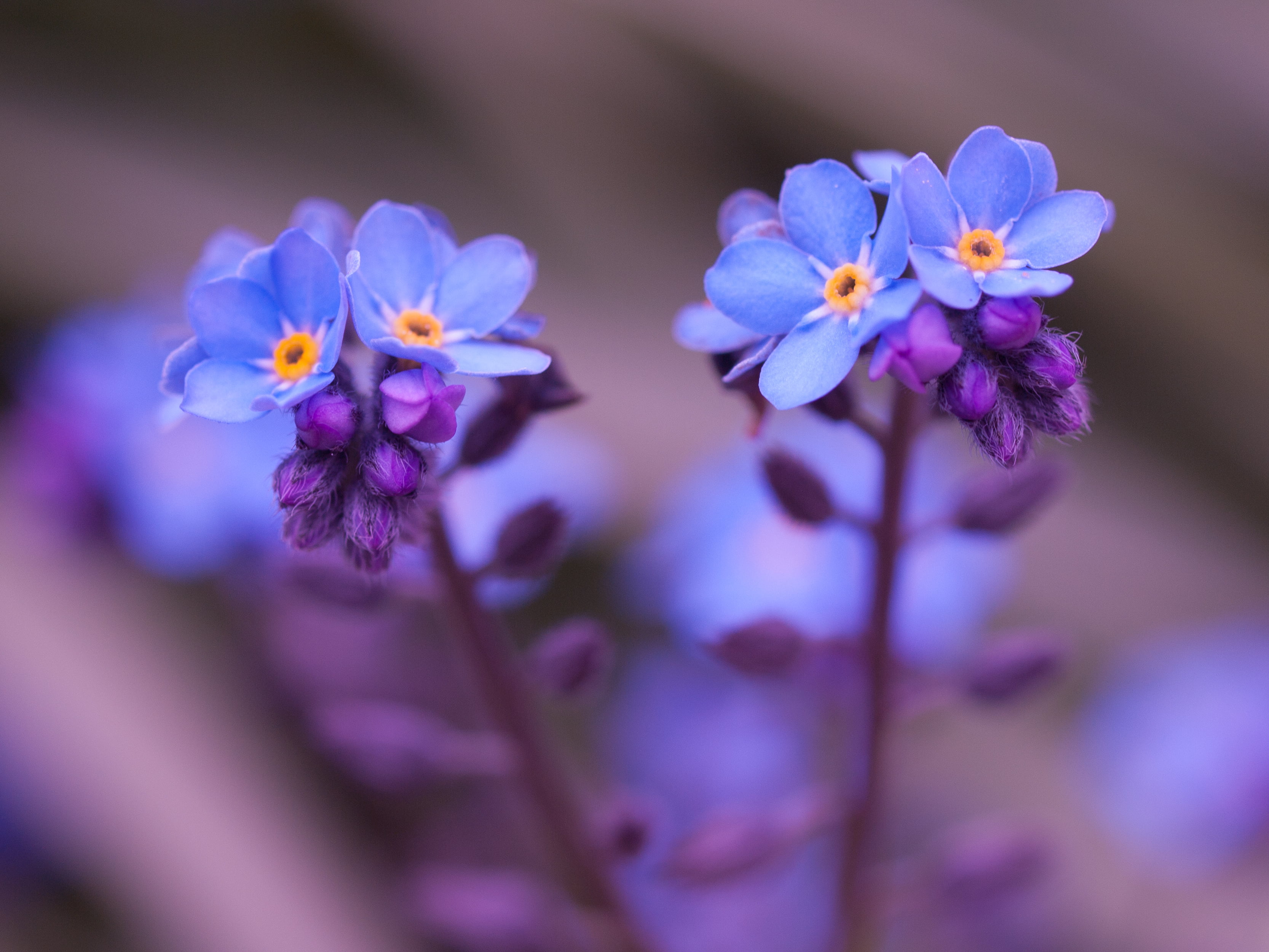 Beautiful 4k Forget Me Not 4b98e3ecc0b6a1194 - Forget Me Not Flower Purple - HD Wallpaper 