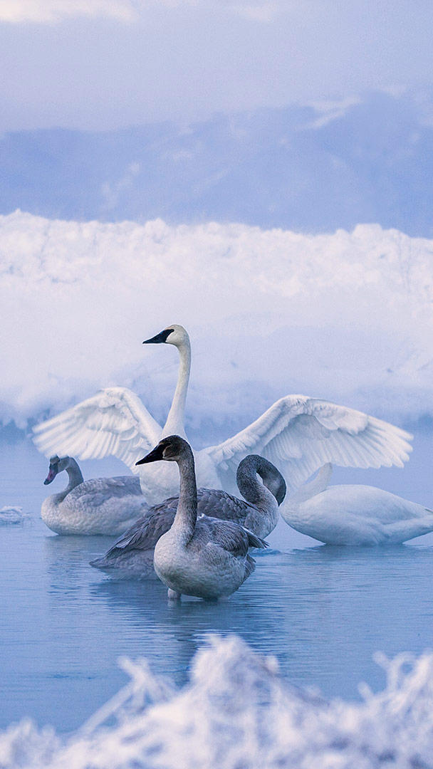 Trumpeter Swans At Kelly Warm Springs Near Kelly Wyoming - HD Wallpaper 