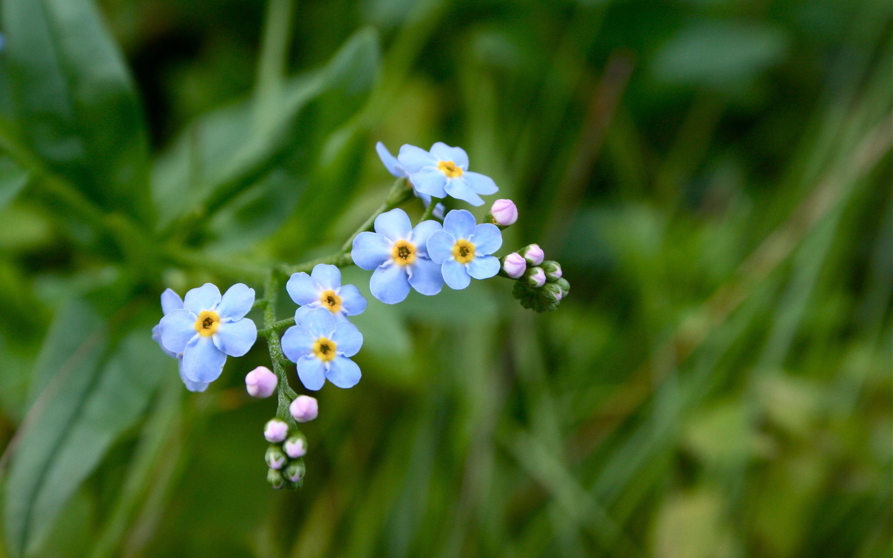 #keepwalkin - Beautiful Forget Me Not - HD Wallpaper 