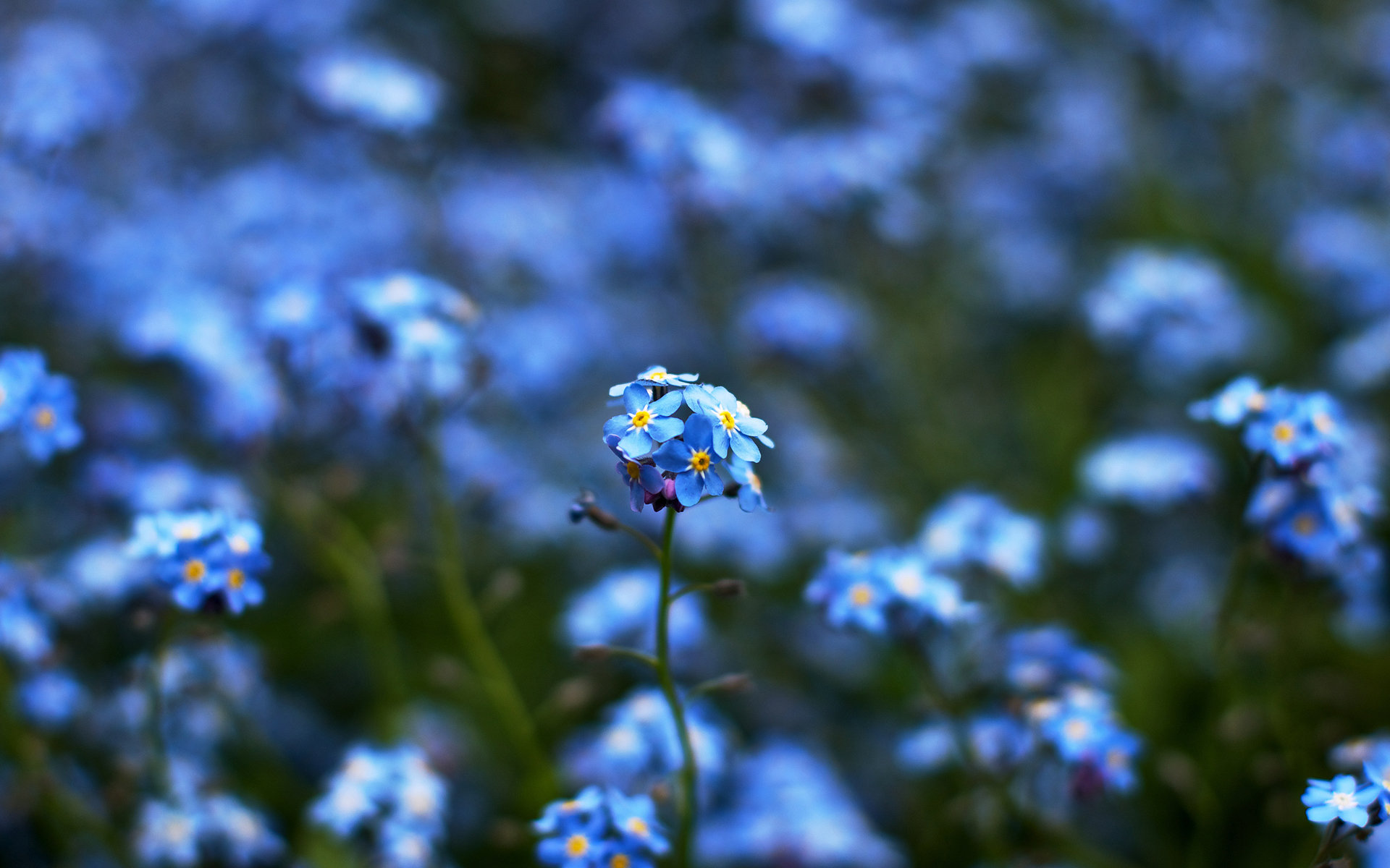 Download Hd Forget Me Not Computer Background Id - Forget Me Not Fifi Flower - HD Wallpaper 