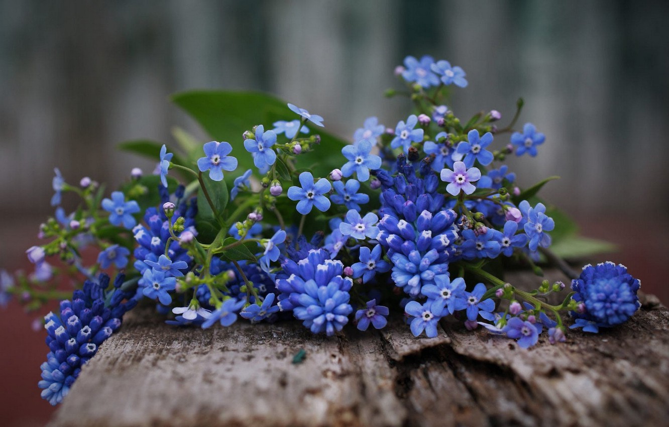 Photo Wallpaper Flowers, Board, Bouquet, Blue, Forget - Alpine Forget-me-not - HD Wallpaper 