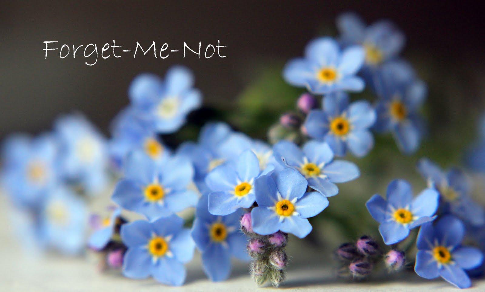 Me Not Flower 1600x965 Wallpaper teahub.io