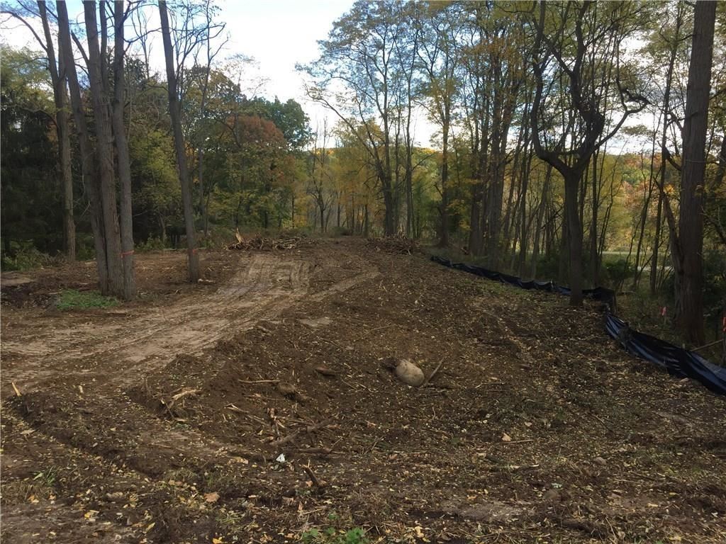 Old-growth Forest - HD Wallpaper 