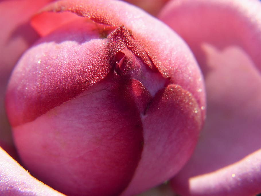 Pink Rose Flower Close-up Photography, Blossom, Bloom, - Rose - HD Wallpaper 