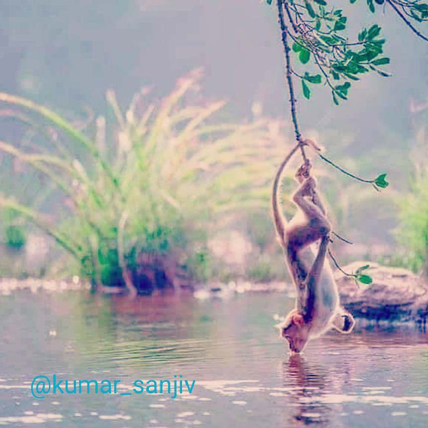 Love To Each Other 
@ks - Monkey Drinking Water - HD Wallpaper 