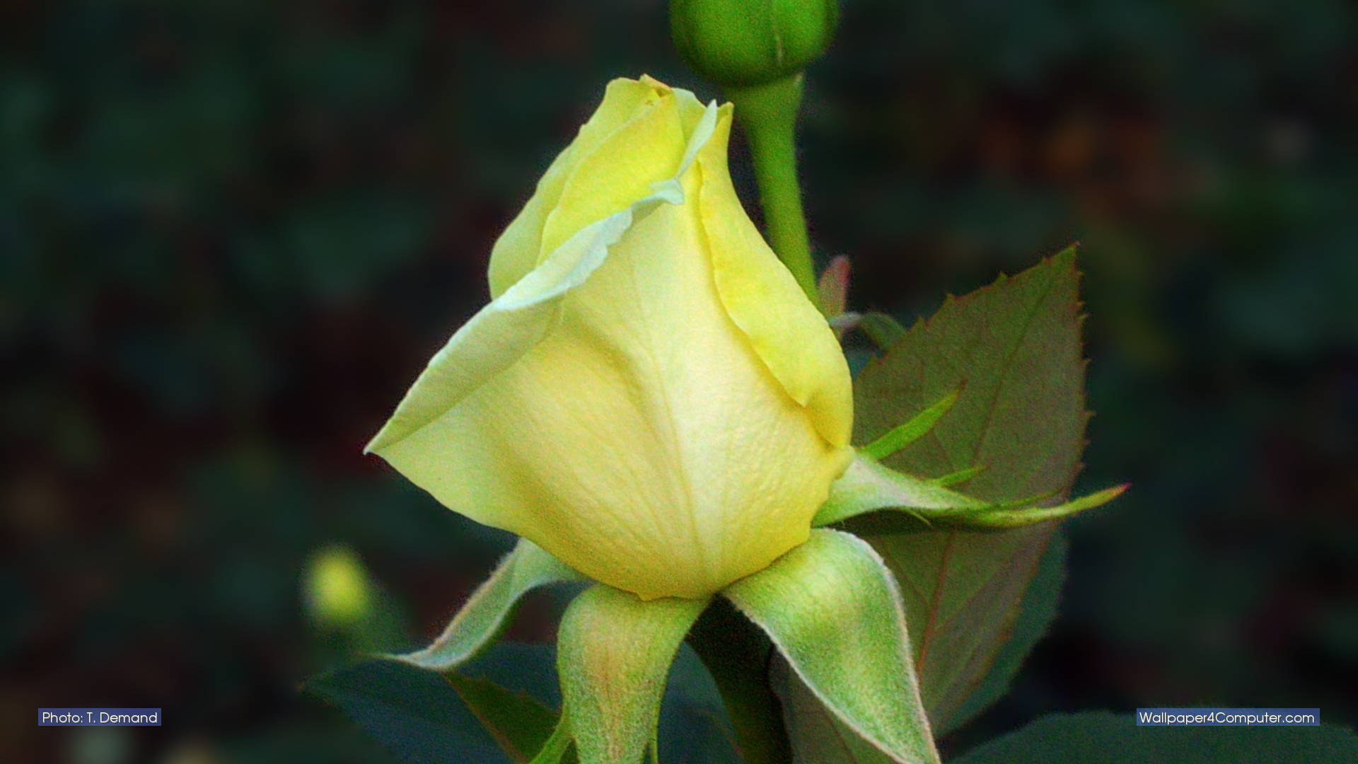 Garden Roses - HD Wallpaper 