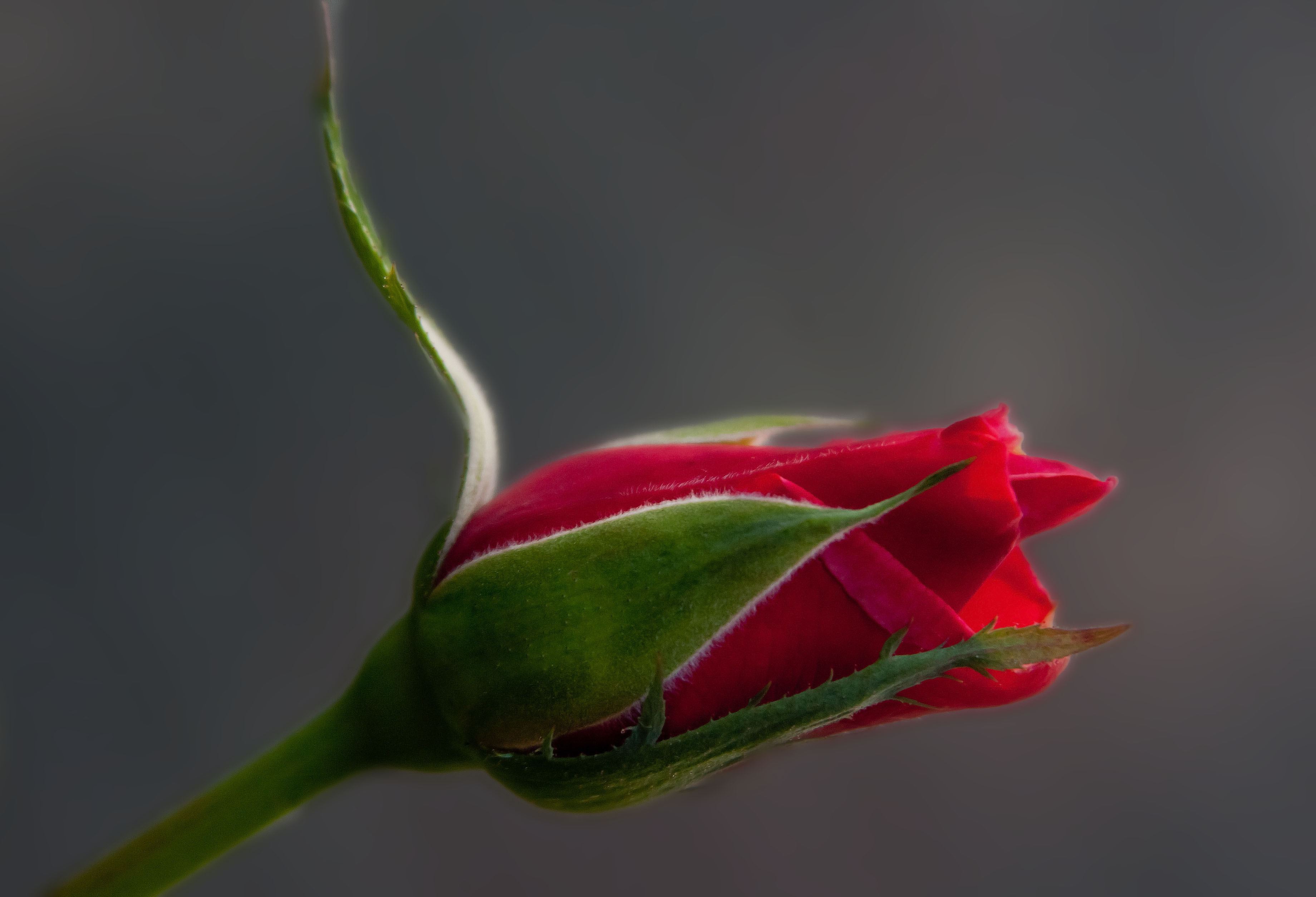 Definition Rec - Garden Roses - HD Wallpaper 