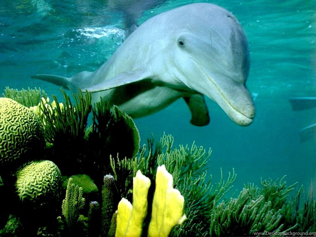 Delfine Great Barrier Reef - HD Wallpaper 