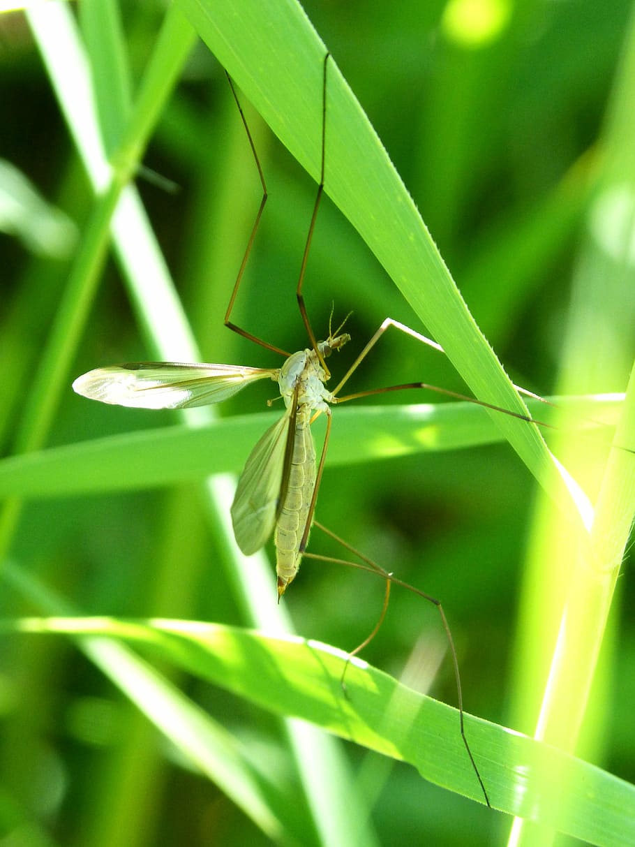 Mosquito, Leaves, Anopheles, Sting, Annoying Bug, Green - HD Wallpaper 