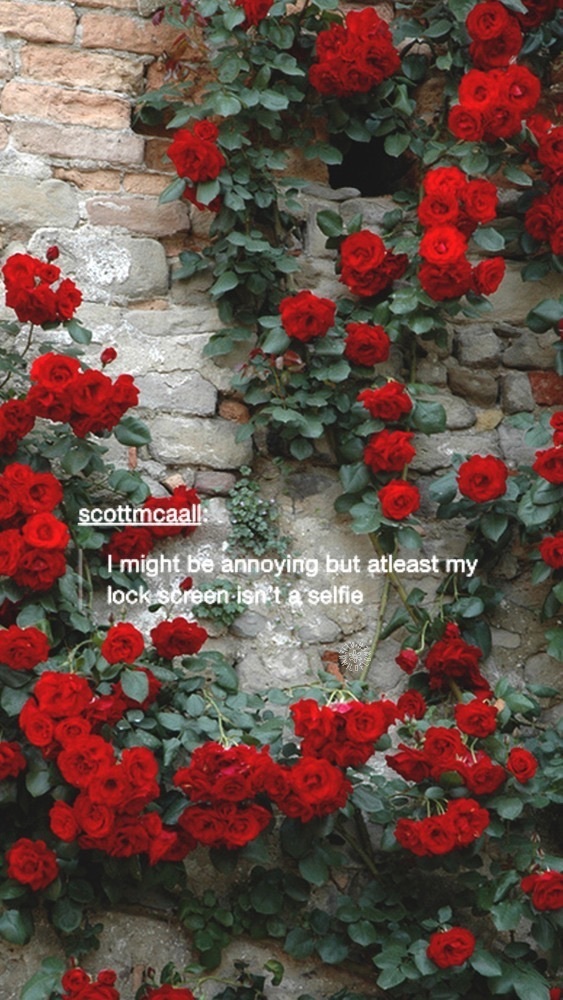 Aesthetic, Annoyed, And Flower Image - Your Face Lights Up The Sky - HD Wallpaper 