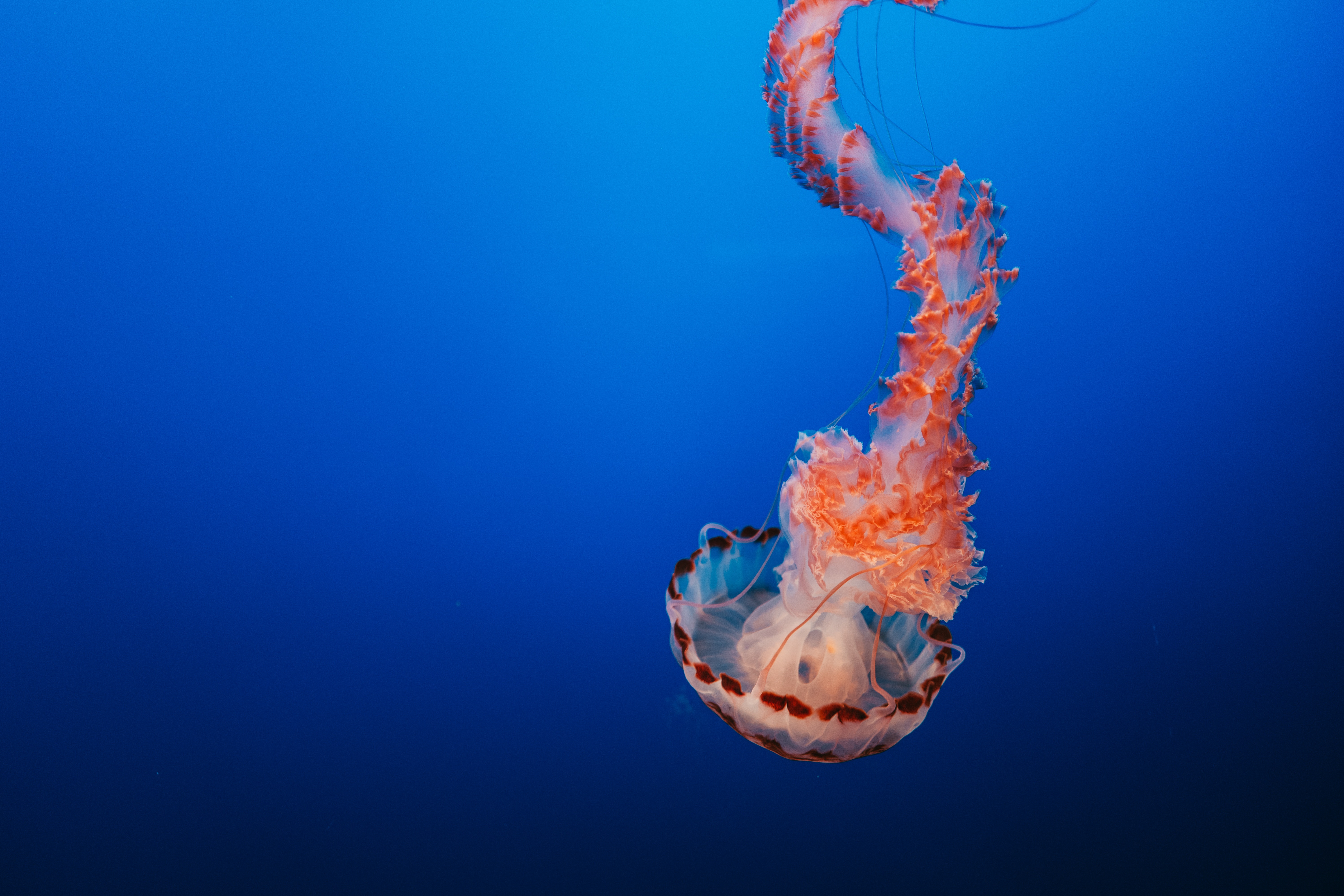 Pink And Orange Jellyfish - HD Wallpaper 