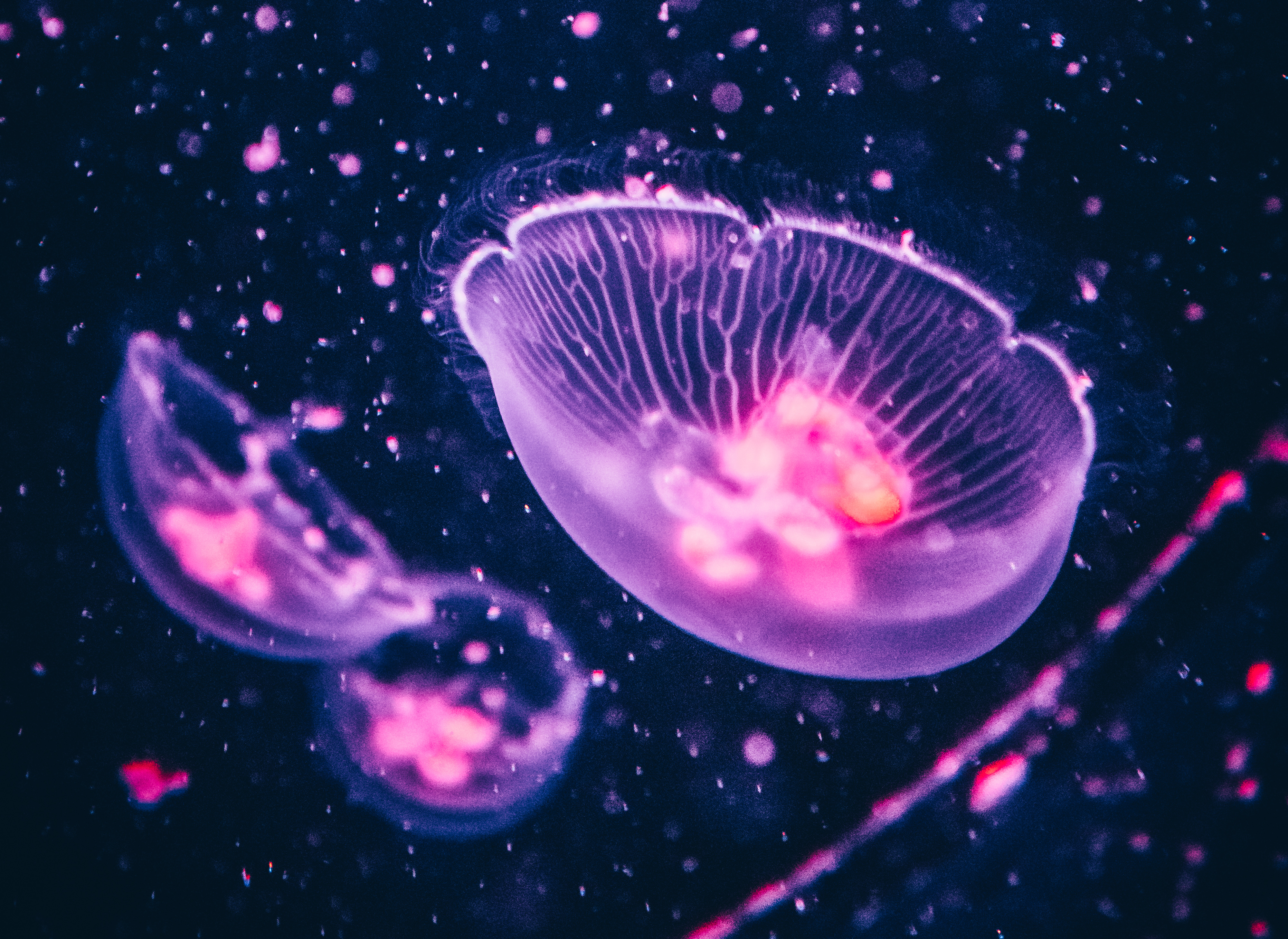 High Resolution Jellyfish - HD Wallpaper 