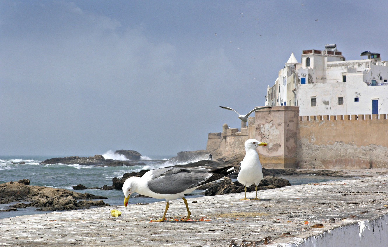 Photo Wallpaper Sea, Birds, Wall, Home, Seagull, Morocco, - Essaouira - HD Wallpaper 