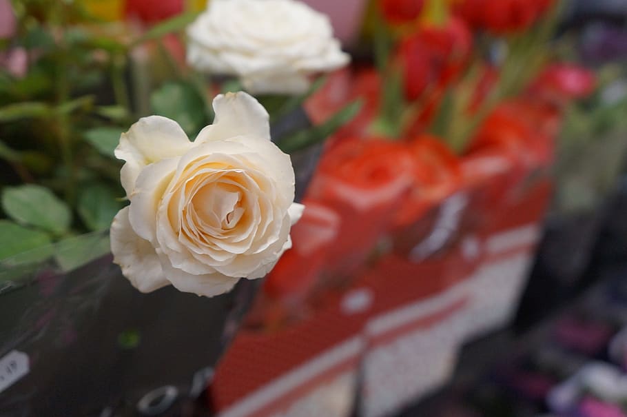 Flower, Rosa, White Rose, Nature, Romantic, Plant, - Rose - HD Wallpaper 