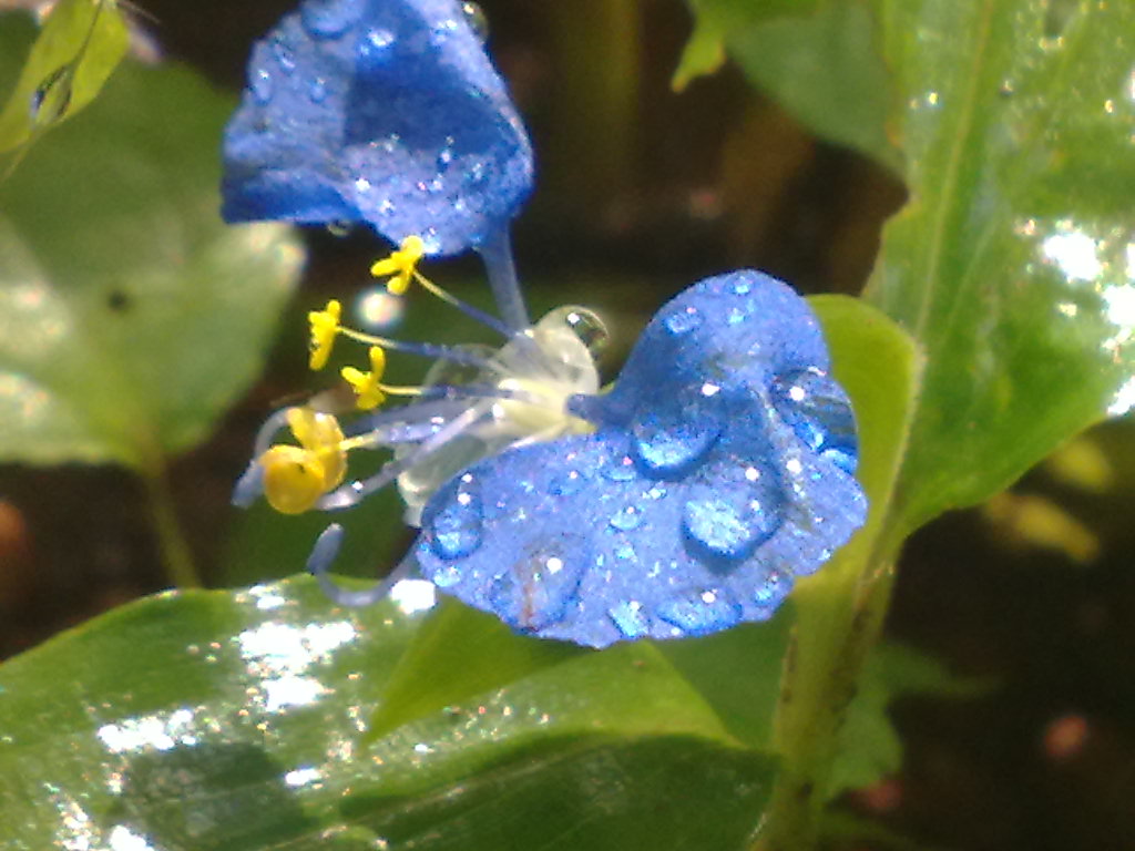 Dayflower - HD Wallpaper 