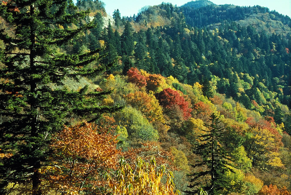 Autumn Leaf Colors At Newfound Gap, Great Smoky Mountains - Great Smoky Mountains - HD Wallpaper 
