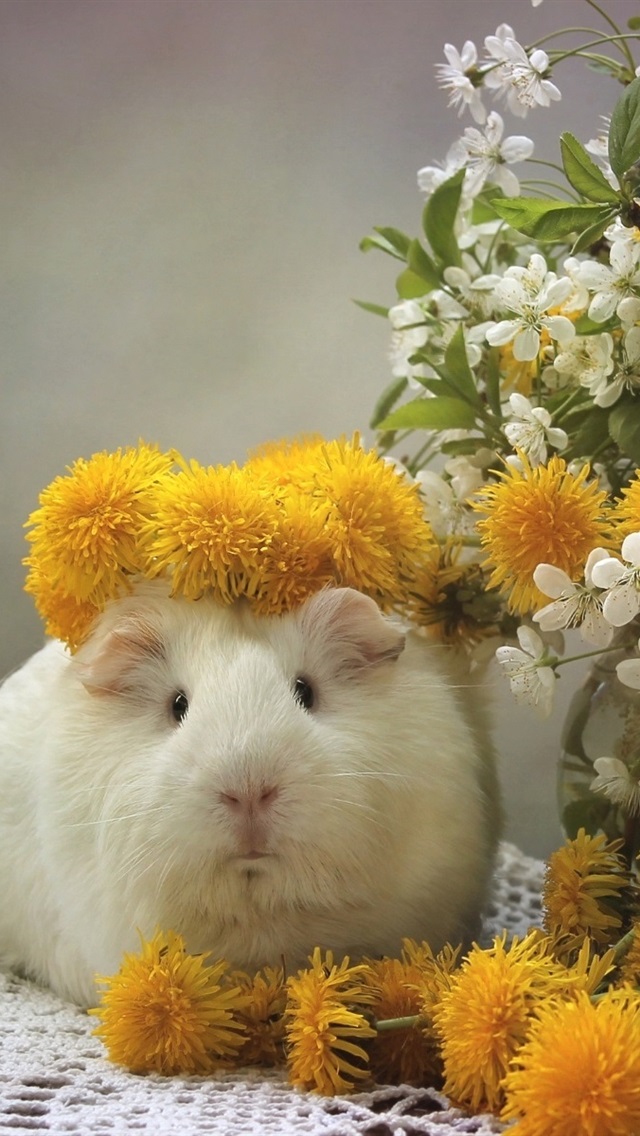 Iphone Wallpaper Guinea Pig, Dandelions, Cherry Flowers - Guinea Pig Wallpaper Iphone - HD Wallpaper 