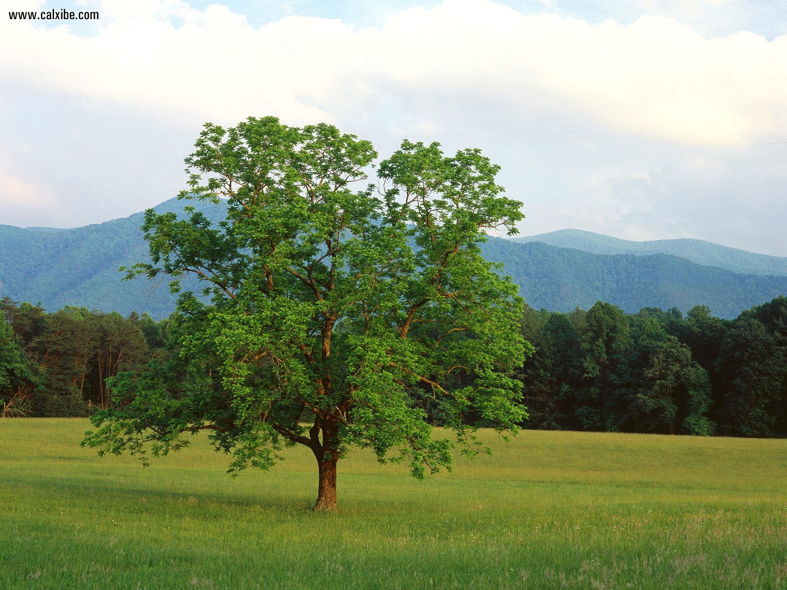 Smoky Mountains Wallpaper - HD Wallpaper 