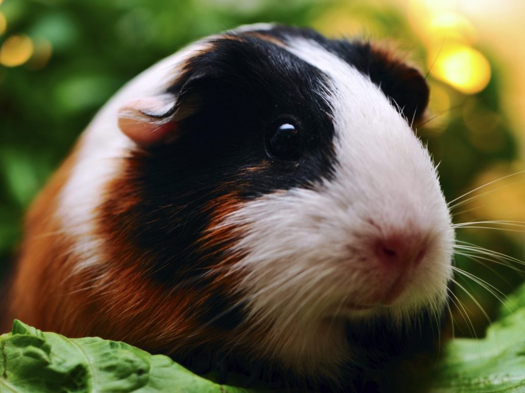 Wallpaper De Un Conejo De Indias Tricolor - Porquinho Da India Panda - HD Wallpaper 