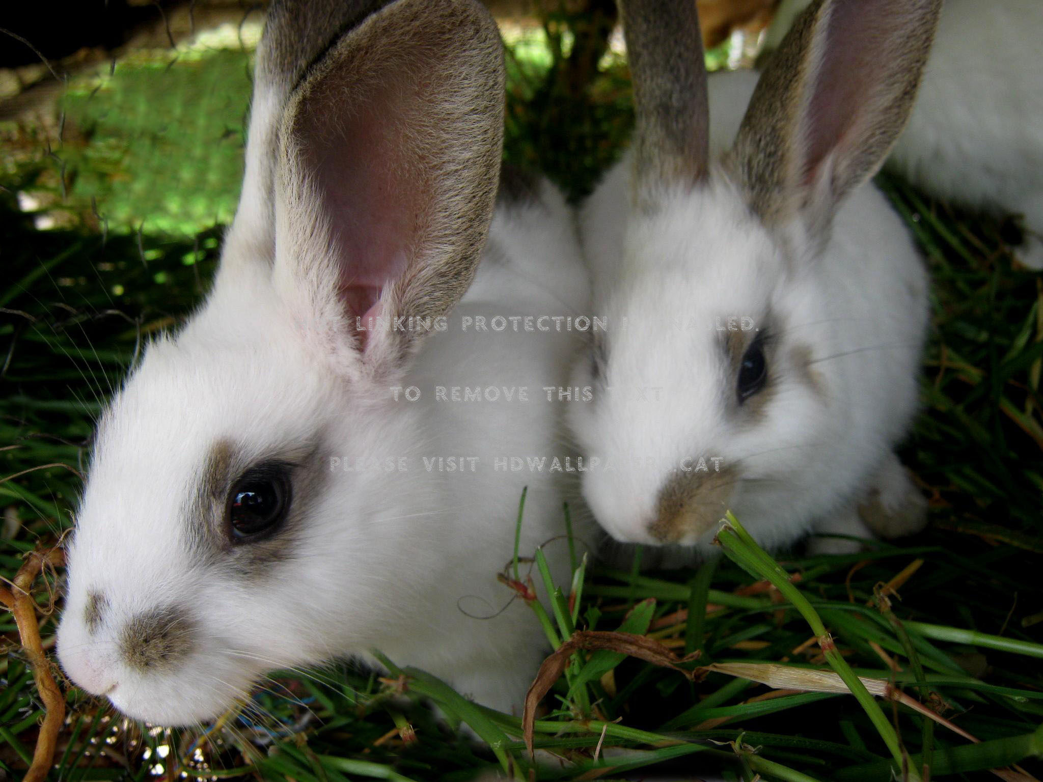 Tibana Bonies Bonny Conejo Colombia Farm - Domestic Rabbit - HD Wallpaper 
